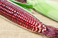 Fresh red corn. Royalty Free Stock Photo