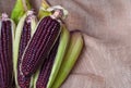 Fresh red corn, Siam ruby, purple corn of Thailand is a type of sweet corn.Fresh-edible varieties, flavors are sweet and crisp is Royalty Free Stock Photo