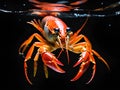 fresh red crayfish isolated on black