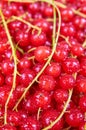 Fresh red currant background Royalty Free Stock Photo