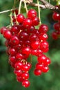 Fresh red currant on a branch and green leaves in garden. Sunny day. Close up. Royalty Free Stock Photo