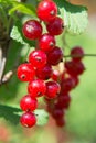 Red currant on a branch in garden. Royalty Free Stock Photo