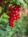 Red currant on a branch in garden. Royalty Free Stock Photo