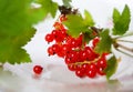 Fresh red currant fruit Royalty Free Stock Photo