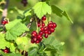 Red currant Royalty Free Stock Photo