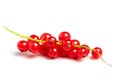 Fresh red currant isolated on white background Royalty Free Stock Photo