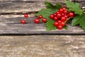 Fresh red currants