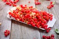 Fresh red current berries with water drops on the metal tray on the rustic wooden table. Summer vegitarian diet. Farmer harvest co Royalty Free Stock Photo