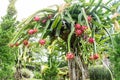 Fresh red dragon fruit or Pitaya growing on the farm for harvesting on a sunny day Royalty Free Stock Photo