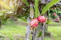 Fresh red dragon fruit or Pitaya growing on the farm for harvesting on a sunny day Royalty Free Stock Photo