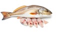 Fresh Red Drum Fish and Slices on White Background Royalty Free Stock Photo
