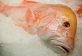 Fresh red emperor fish on the ice at a fish market. Royalty Free Stock Photo