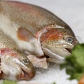 Fresh red fish on ice. Fresh salmon trout lying on the ice Royalty Free Stock Photo