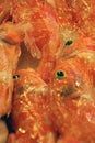 Fresh red fish in the market of Chania Royalty Free Stock Photo
