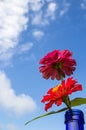 Fresh red flower with blue sky background Royalty Free Stock Photo