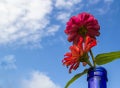 Fresh red flower with blue sky background Royalty Free Stock Photo