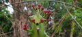 Fresh red flowers on green thorny cactus plant