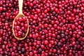 Fresh red forest cranberry . Autumn harvest of wild berries