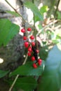 Fresh red fruit growing in the forest