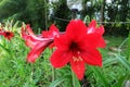 Red lilies blooming in the garden