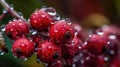 fresh red fruits with rain dew. fresh fruit with rain spray Royalty Free Stock Photo