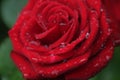 Fresh red garden rose in rain drop. Dew on flower petals. Close up Royalty Free Stock Photo