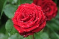 Fresh red garden rose in rain drop. Dew on flower petals Royalty Free Stock Photo