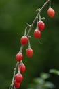 Fresh red goji berries on a plant close up Royalty Free Stock Photo