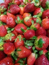 Fresh Red Strawberries