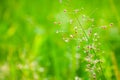 Fresh red grass flower with dew drops relax photo background Royalty Free Stock Photo