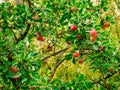 Fresh red-green apples on branches of an apple tree Royalty Free Stock Photo