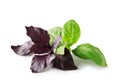 Fresh red and green basil leaves isolated on white background. Clipping path