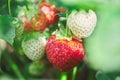 Fresh red and green bush strawberries in the garden Royalty Free Stock Photo