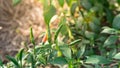 Fresh Red and Green Chili on Tree Royalty Free Stock Photo