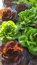 Fresh heads of lettuce Royalty Free Stock Photo