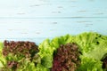 Fresh red and green lettuce on blue wooden background Royalty Free Stock Photo