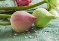 Fresh red and green lotus with dew drop Royalty Free Stock Photo