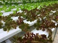 Fresh Red and green oak lettuce and green cos lettuce inside water white tray in hydroponic plant. Royalty Free Stock Photo
