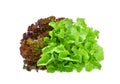 Fresh red and green oak lettuce salad leaves isolated on white Royalty Free Stock Photo