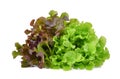 Fresh red and green oak lettuce salad leaves isolated on white Royalty Free Stock Photo