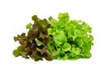 Fresh red and green oak lettuce salad leaves isolated on white Royalty Free Stock Photo