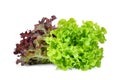 Fresh red and green oak lettuce salad leaves isolated on white Royalty Free Stock Photo