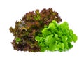 Fresh red and green oak lettuce salad leaves isolated on white Royalty Free Stock Photo