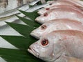 Fresh red grouper on display on ice Royalty Free Stock Photo