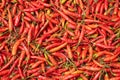 Fresh red hot chili peppers background. Royalty Free Stock Photo