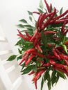 Fresh red hot chili peppers. Royalty Free Stock Photo