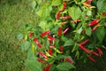 Fresh red hot chillies growing outdoors Royalty Free Stock Photo