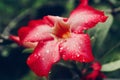 A fresh red Japanese frangipani flower after the rain