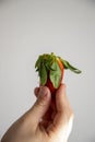 Fresh red large strawberry with green leaves on a light background held in the hand of a child Royalty Free Stock Photo