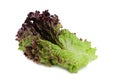 Fresh red leaf lettuce. Royalty Free Stock Photo